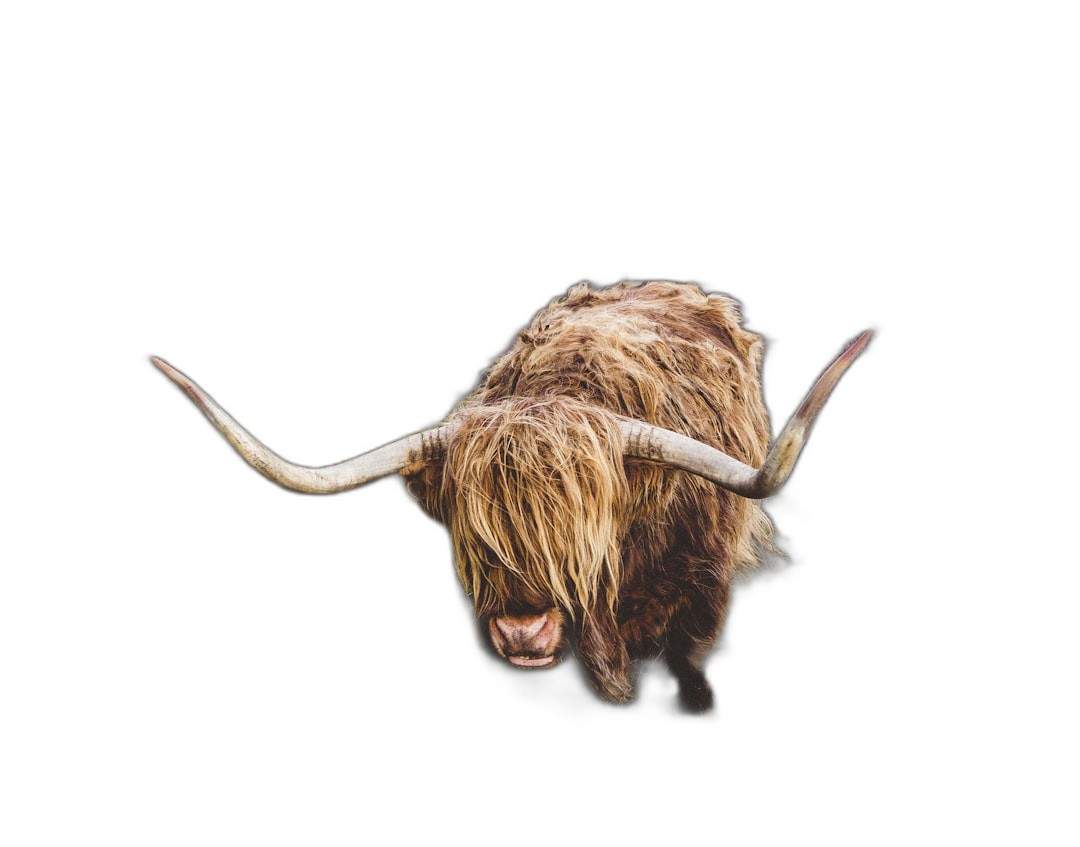 Highland Cow with long shaggy hair and small horns, isolated on black background, high resolution photography  Transparent Background