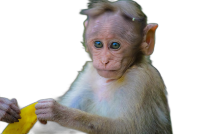 cute baby rauxa macaque with big blue eyes eating banana, isolated on black background, high resolution photography  Transparent Background