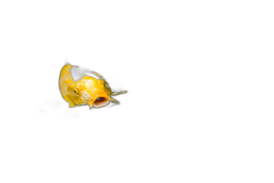 Tina, yellow and black tiny fish in the dark on a plain background, mouth open, closeup, minimalism, macro photography, high definition  Transparent Background