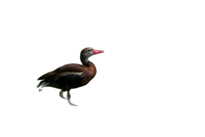 A single blackbellied whistling duck walking in the dark, side view, full body shot, minimalist photography, fujifilm pro 800z, clear background, solid color background, simple composition, natural light  Transparent Background