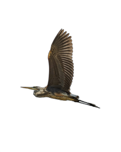 A heron in flight against a black background, award winning studio photography in the style of a professional color grading with soft shadows and clean sharp focus in digital photography.  Transparent Background