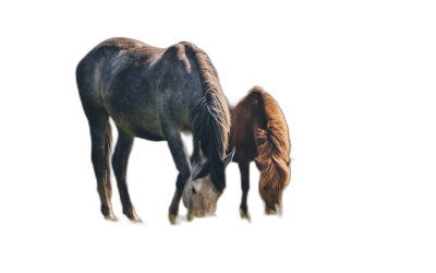 two horses grazing, one gray and the other brown with black mane, isolated on dark background, minimalism, photo realistic, high resolution photography, high quality details, professional color grading, soft shadows, no contrast, clean sharp focus, no text in the frame,  Transparent Background