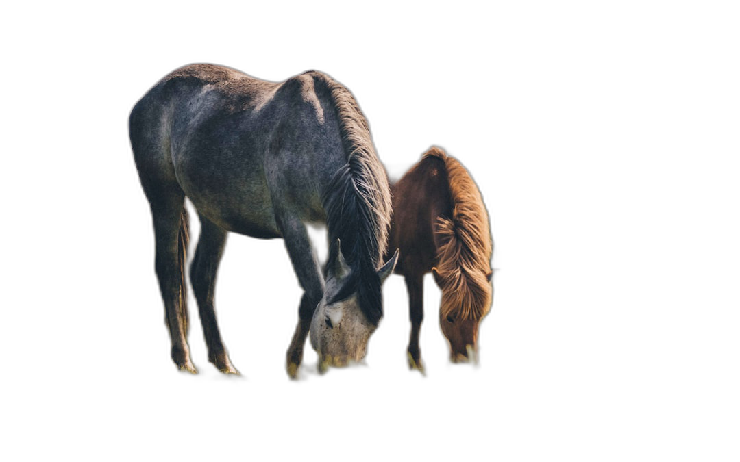 two horses grazing, one gray and the other brown with black mane, isolated on dark background, minimalism, photo realistic, high resolution photography, high quality details, professional color grading, soft shadows, no contrast, clean sharp focus, no text in the frame,  Transparent Background