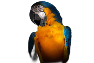 blue and yellow macaw parrot, full body portrait, isolated on a black background, backlight photography, in the style of fujifilm pro 400h  Transparent Background