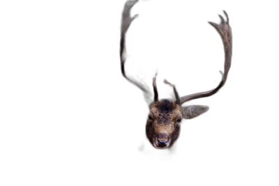 Realistic photo of a deer head with antlers on a black background, in a minimalist, dark, moody, cinematic style, with high resolution photography.  Transparent Background