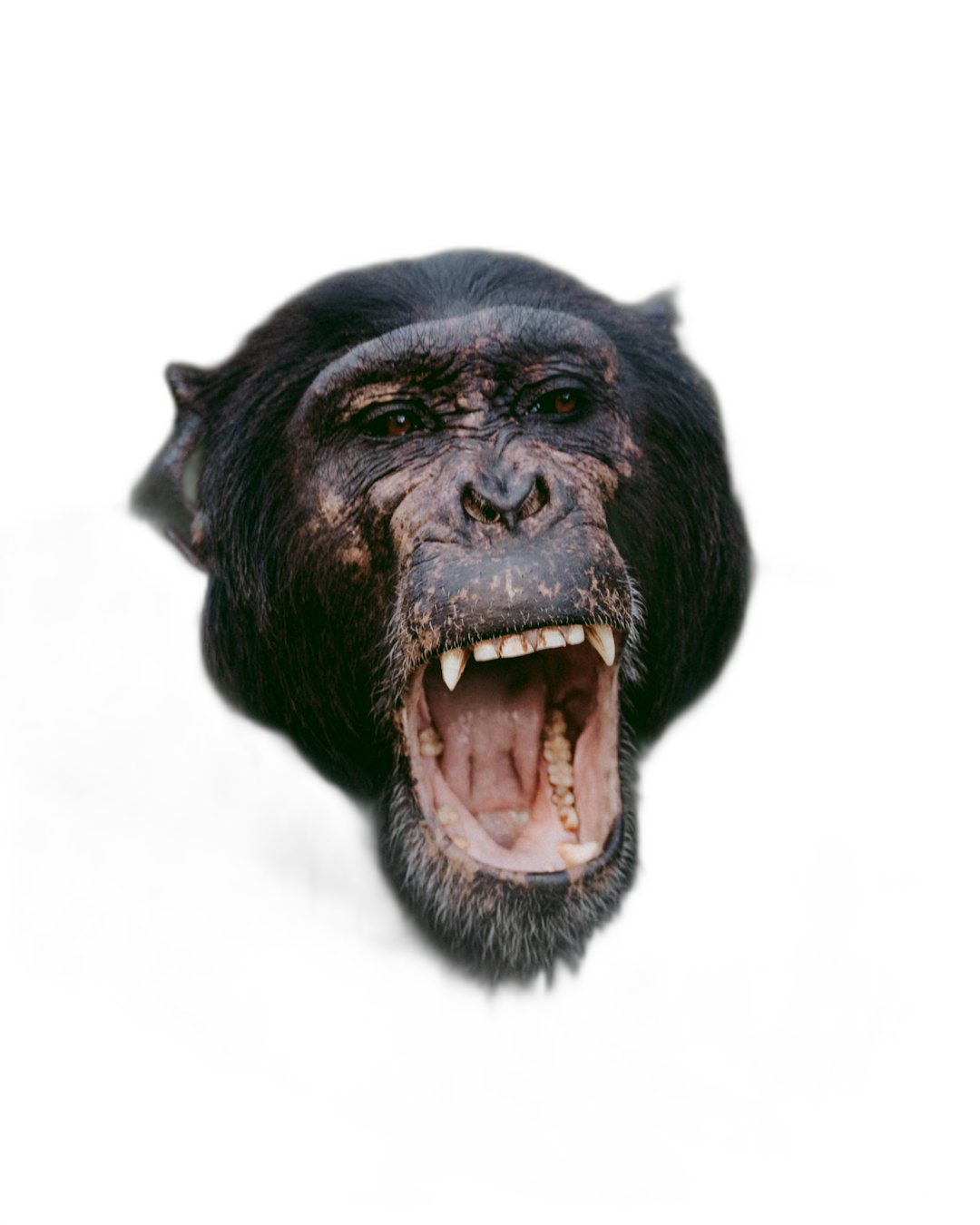 front view of angry chimpanzee on black background, screaming mouth wide open, hyper realistic photography  Transparent Background