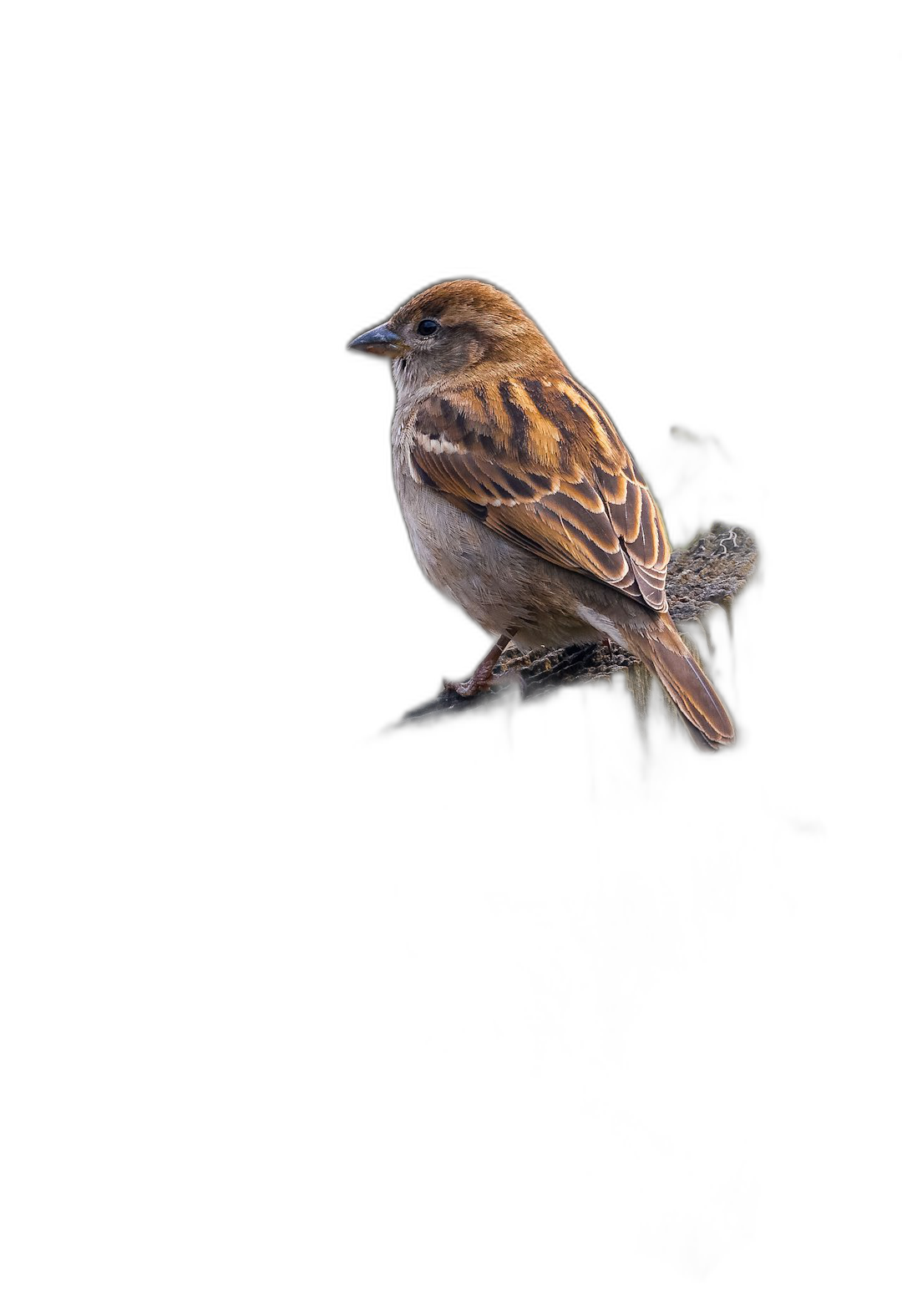 A small sparrow sitting on the edge of branch, isolated in black background, full body shot, photorealistic, cinematic, soft lighting, high resolution photography, insanely detailed, fine details, isolated plain, stock photo  Transparent Background