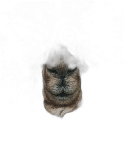 a portrait of an animal's head emerging from the darkness, its eyes closed and mouth slightly open as if it is smiling or meditating, with fur that shines in soft shades of brown and beige against black background, photorealistic  Transparent Background