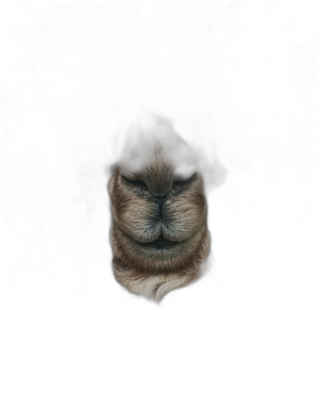 a portrait of an animal’s head emerging from the darkness, its eyes closed and mouth slightly open as if it is smiling or meditating, with fur that shines in soft shades of brown and beige against black background, photorealistic  Transparent Background