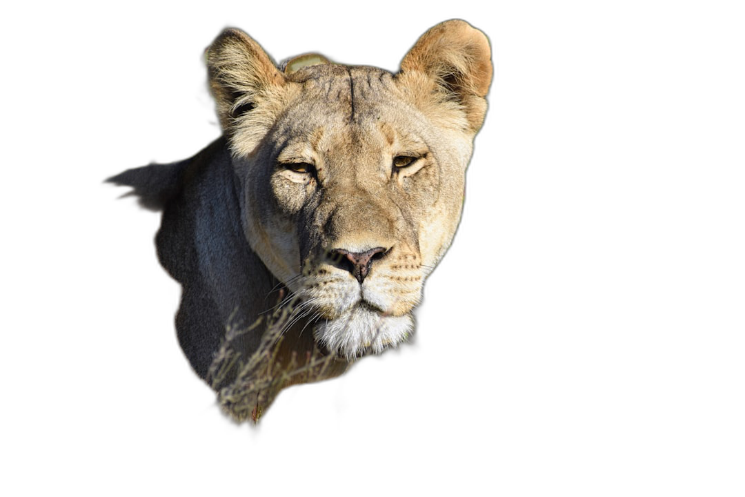 A lioness in the wild, looking at camera from above on black background, high definition photography style  Transparent Background