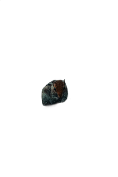 A small squirrel floating in pitch black space, with a solid background and no light, in a dark and hyper realistic style, rendered with octane and resembling high resolution photography, with a minimalist style.  Transparent Background