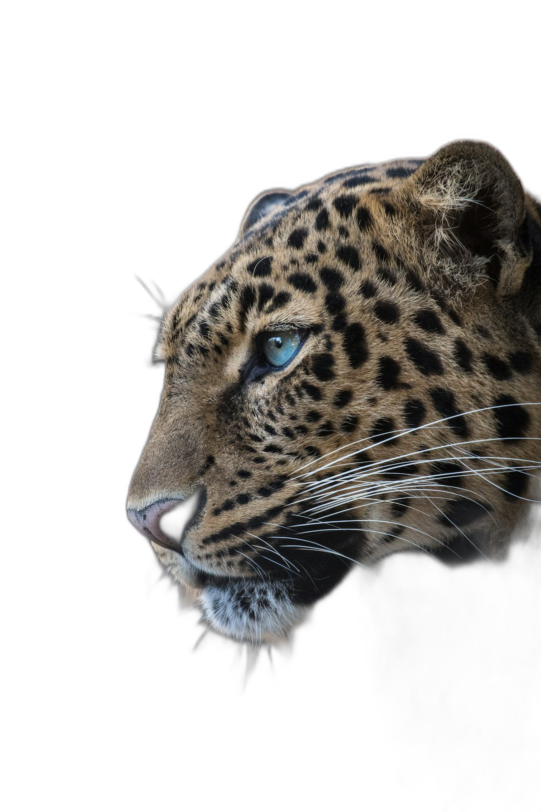 leopard portrait, side view, black background, blue eyes, hyper realistic photo  Transparent Background