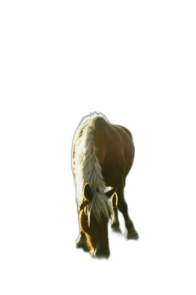 A horse with its head down, grazing in the dark on a black background, backlit in a silhouette style, dreamy photography with simple lines and minimalism in the style of Disney, cute with white hair and beige fur, rendered at a high resolution in the style of a cartoon character design.  Transparent Background