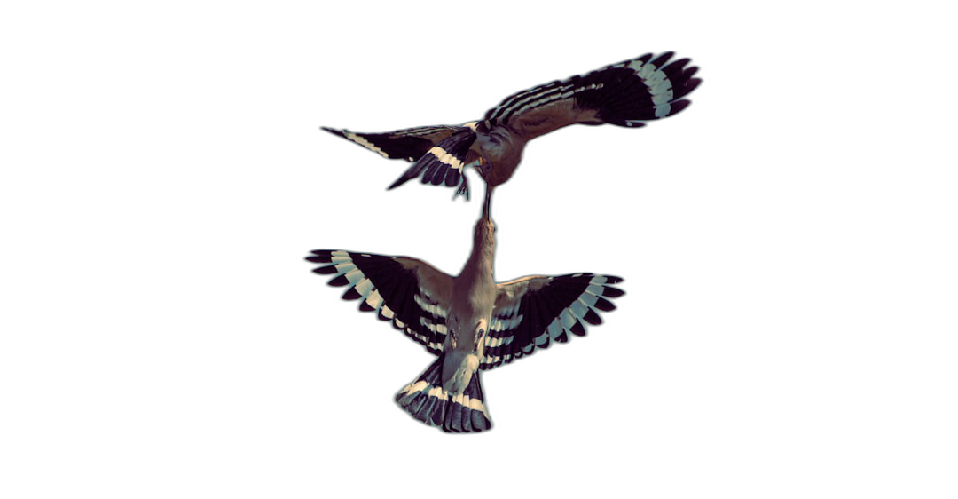 Aerial photography of the night, two hoopoe birds flying in opposite directions with their wings spread open and showing long tail feathers on a black background. They have white or dark blue striped plumage with brown body coloration, in the style of a realistic photo with a cinematic texture, high resolution, high detail, sharp focus, full frame, no contrast, soft shadows, studio lighting, no grainy film textures, no blurring, no blooming effects, pure black background.  Transparent Background