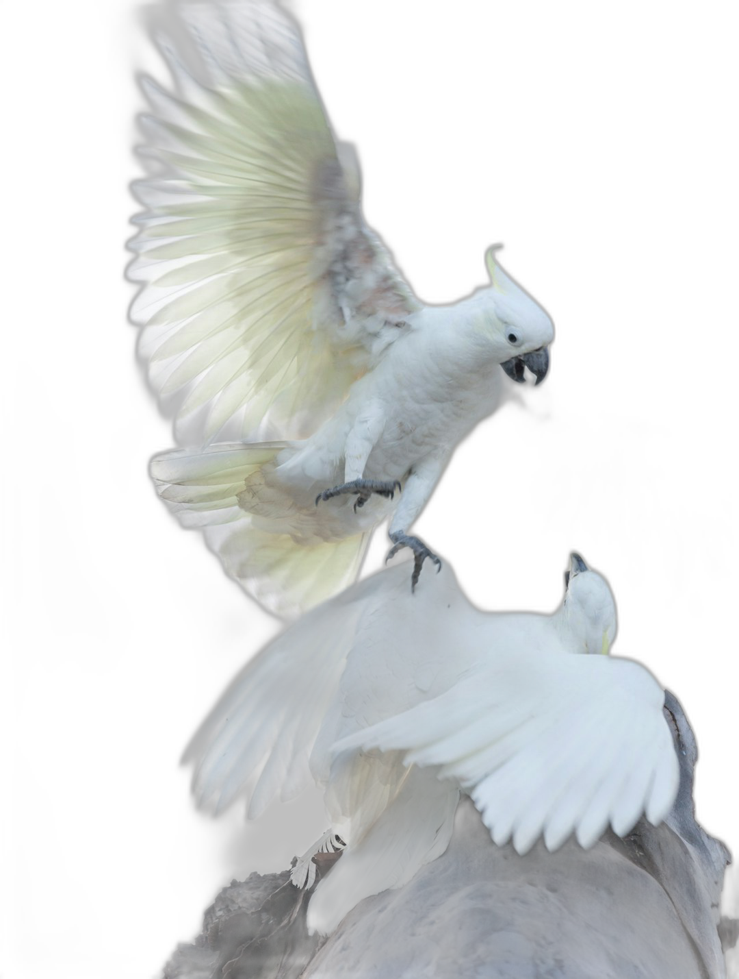 A white cockatoo is flying and fighting with another bird against a black background, in the style of hyper realistic photography.  Transparent Background