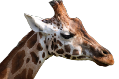 Giraffe head closeup on a black background, without shadows, no text or letters in the picture, high resolution photo in the style of no artist.  Transparent Background