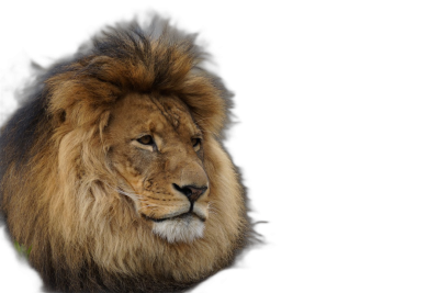 portrait of an African Lion, isolated on black background, high resolution photography  Transparent Background