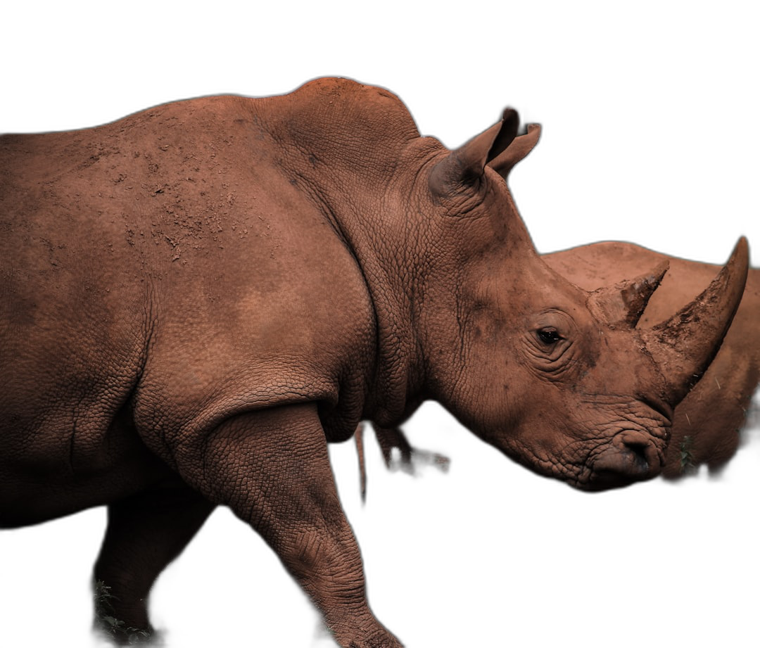 A closeup portrait of two rhinos, one in profile and the other facing towards camera, set against an allblack background. The photo captures their majestic presence with high detail on textures like skin and horns.  Transparent Background