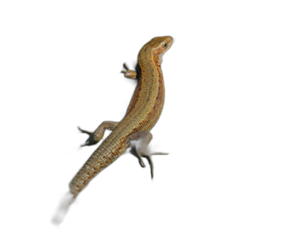 A small lizard with brown and yellow stripes on its back, climbing up the wall of an empty room at night, illuminated by black background lights. The photo captures it in full body from above, showing detailed scales and fur. It's illuminated by soft light that highlights every scale, creating sharp contrast against darkness around it. This scene is captured in high resolution, showcasing intricate details of both lizard and surroundings.  Transparent Background