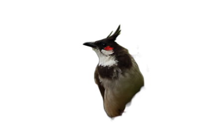 Red V. Tryon's bulbul bird against a dark, black background, in the style of high definition photography.  Transparent Background