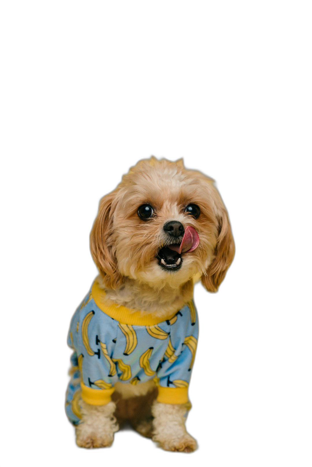 A cute Maltipoo dog wearing pajamas with a banana pattern, licking its lips in anticipation of eating something delicious on a black background, in a high definition photographic style.  Transparent Background