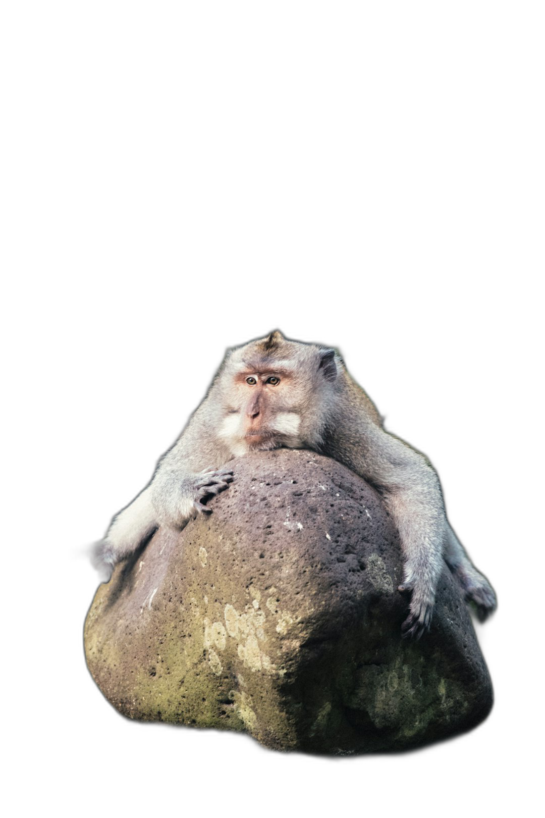 A macaque lies on the stone, funny expression, isolated black background, hyper realistic photography  Transparent Background