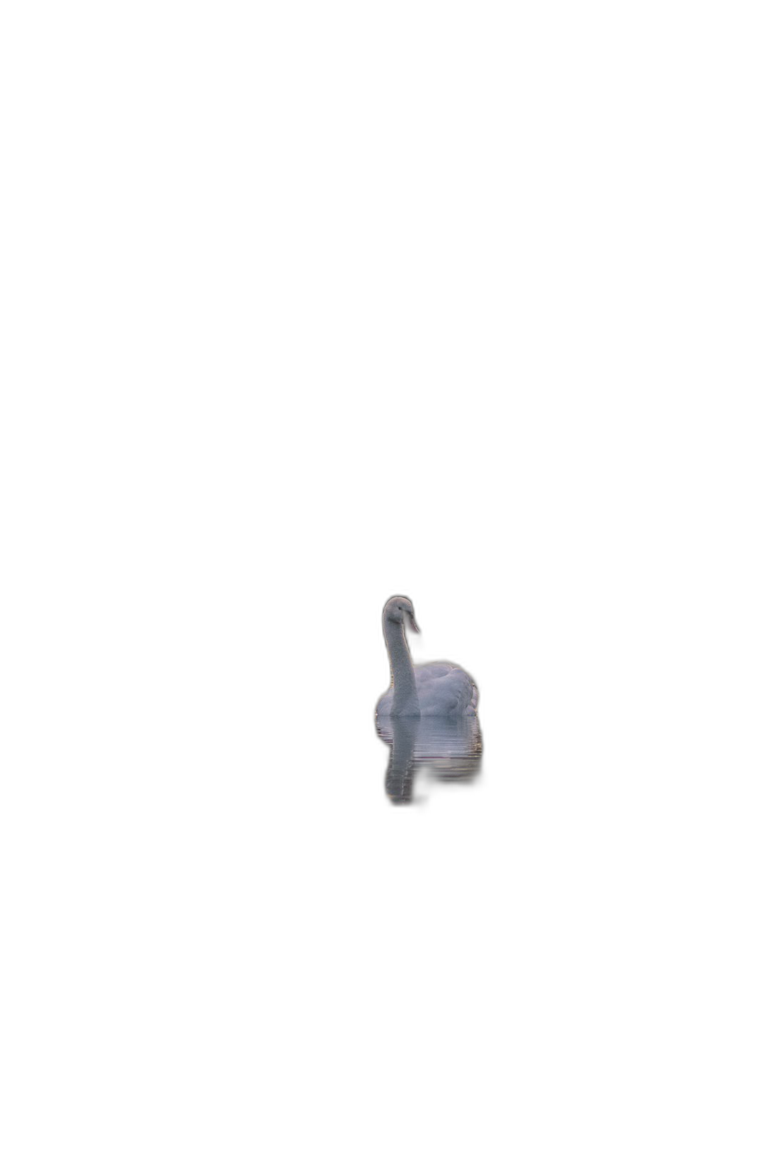 a swan floating in the middle of black background, minimalist, simple  Transparent Background