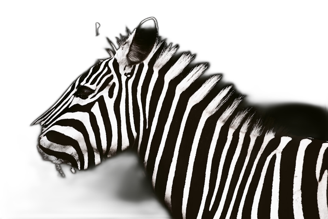 black and white zebra photography, silhouette lighting, isolated on black background, high resolution digital camera lens. The photography was in the style of silhouette lighting, isolated on a black background, captured with a high resolution digital camera lens.  Transparent Background