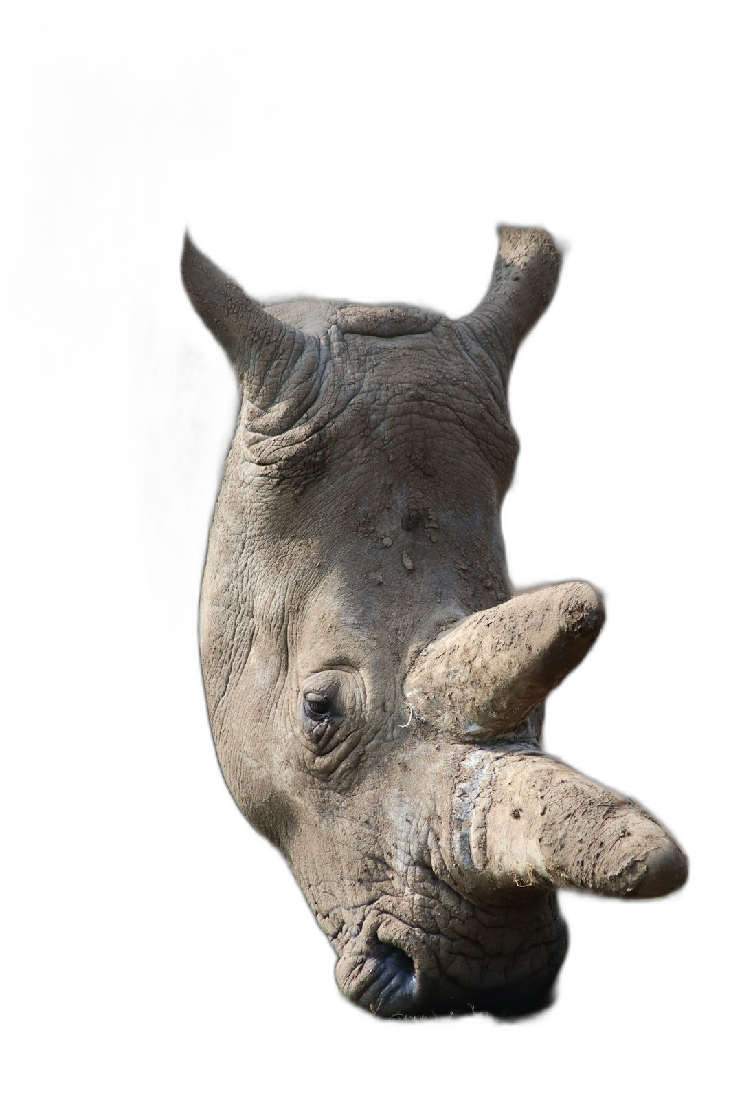 Rhinoceros head looking down, black background, photography, closeup  Transparent Background