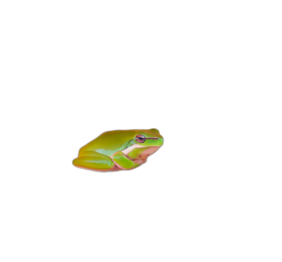 green tree frog floating in the air on a black background, cute, in a cartoon style with simple lines and a minimalist aesthetic, rendered in octane with a hyper realistic macro close up portrait shot in the style of a canon eos r5 camera.  Transparent Background