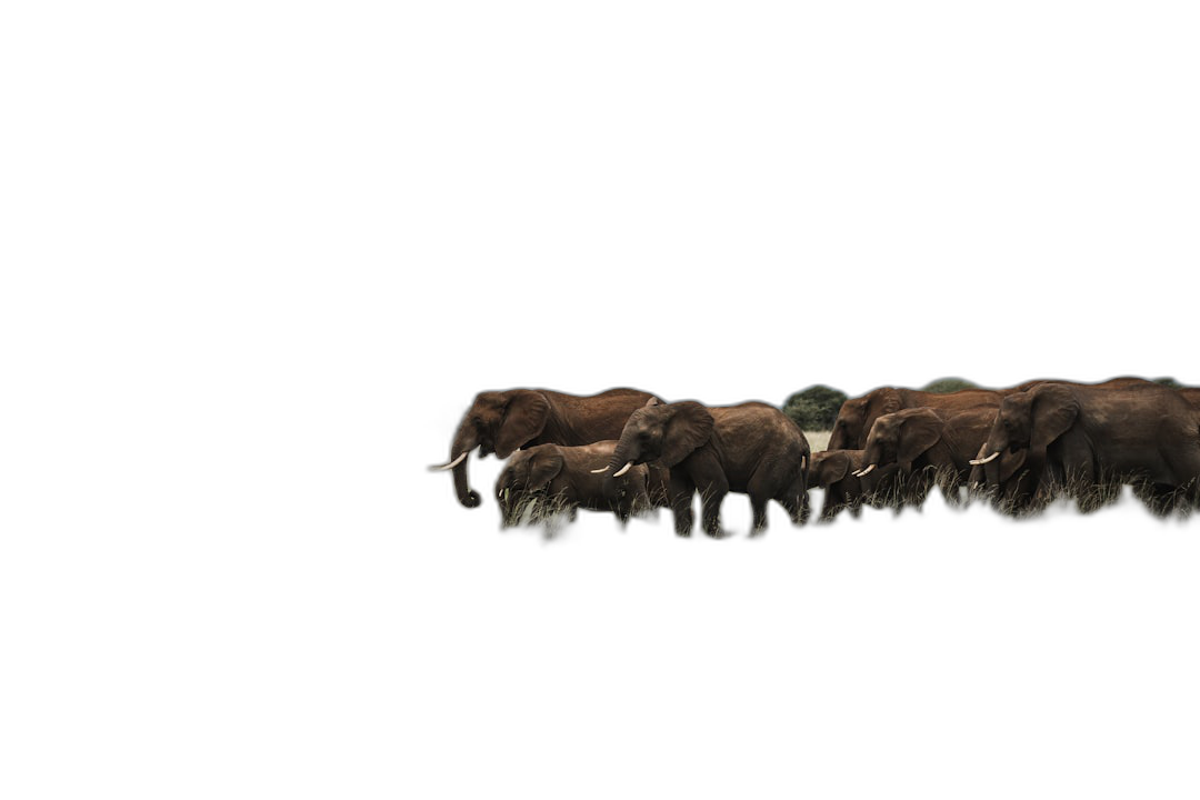 A herd of elephants running across the savannah at night against a black background, 3D rendered in a minimalist style.  Transparent Background