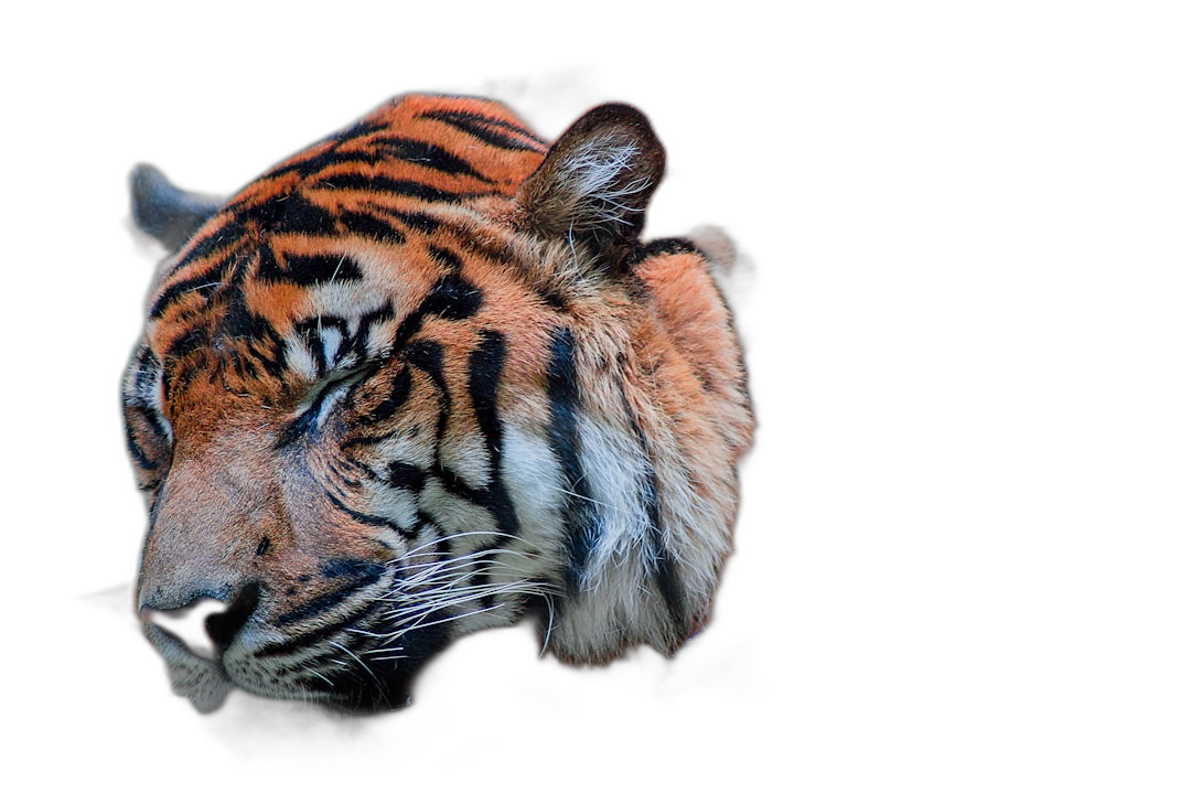 Tiger head, dark background, isolated on black background, high resolution photography  Transparent Background