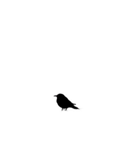 A simple line drawing of a bird in the dark, minimalistic style, with just one small golden outline on a black background.  Transparent Background