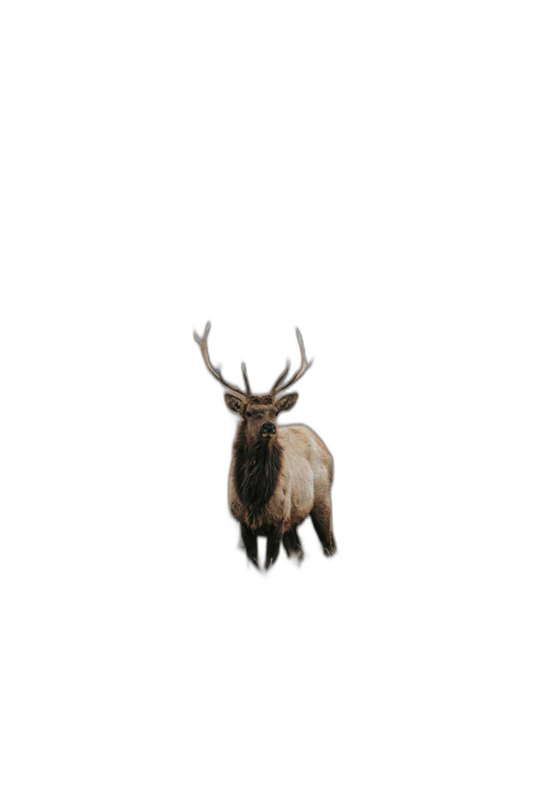 Photo of an elk against a black background in the minimalist style, wallpaper in the style of an artwork.  Transparent Background