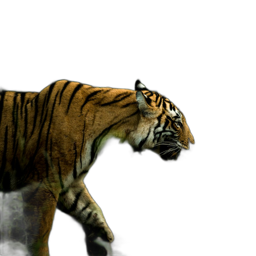 A tiger walking in the dark, side view, full body shot, isolated on black background, animal photography, high definition photo in the style of an animal photographer.  Transparent Background