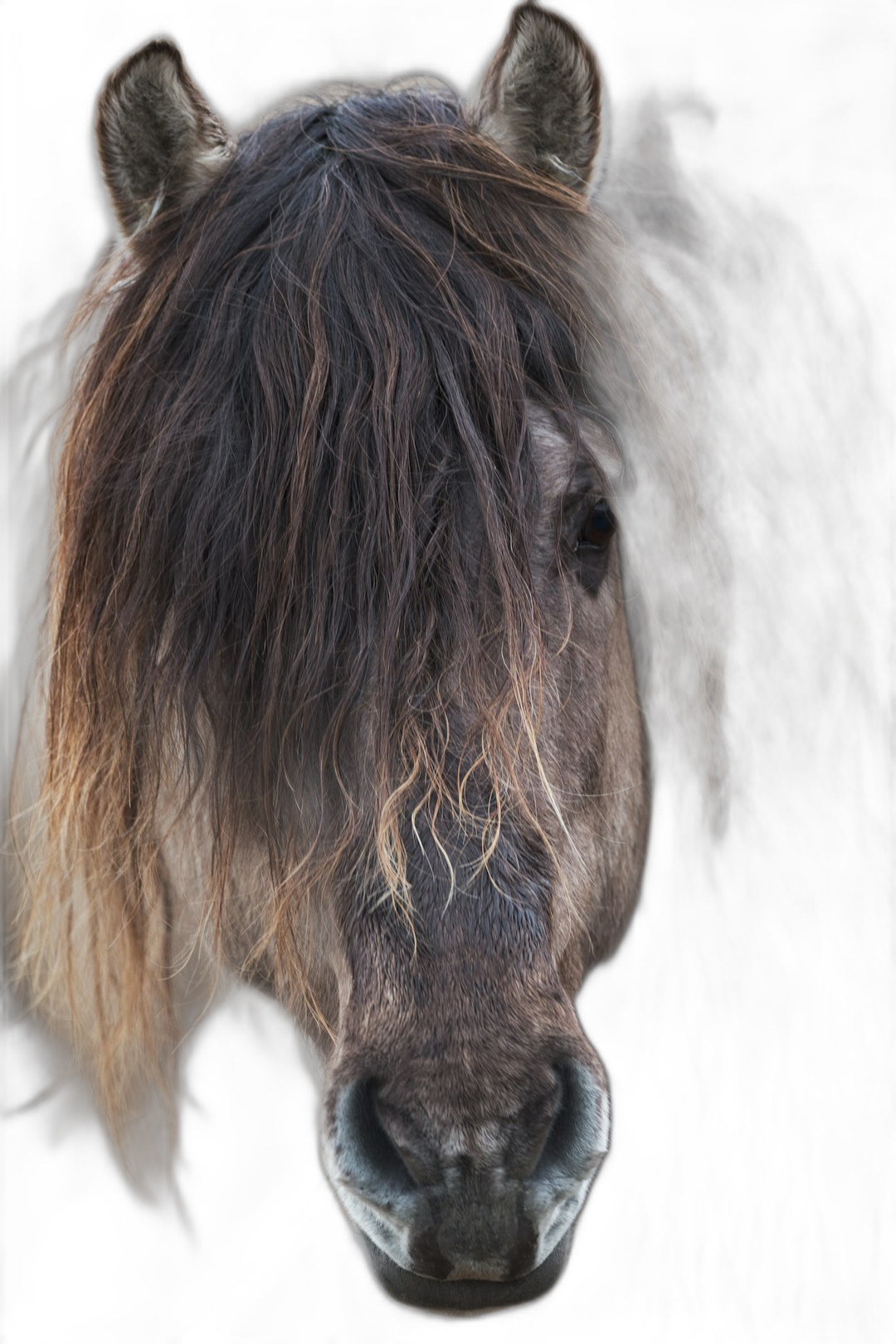 a portrait of an icelandic horse, dark background, lit from the front, hyper realistic photography  Transparent Background