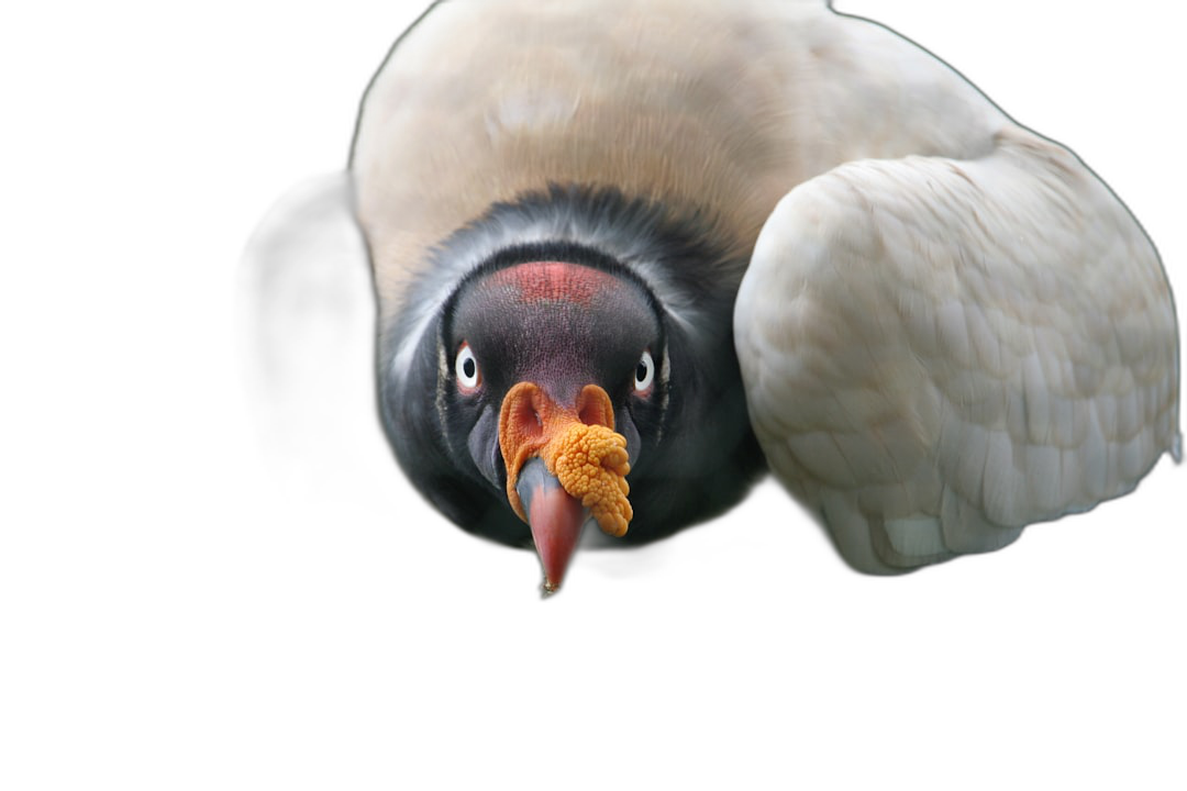 king vulture close up on black background, national geographic photo  Transparent Background