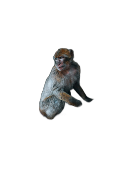 realistic photo of a monkey floating in the air, solid black background, no shadows  Transparent Background