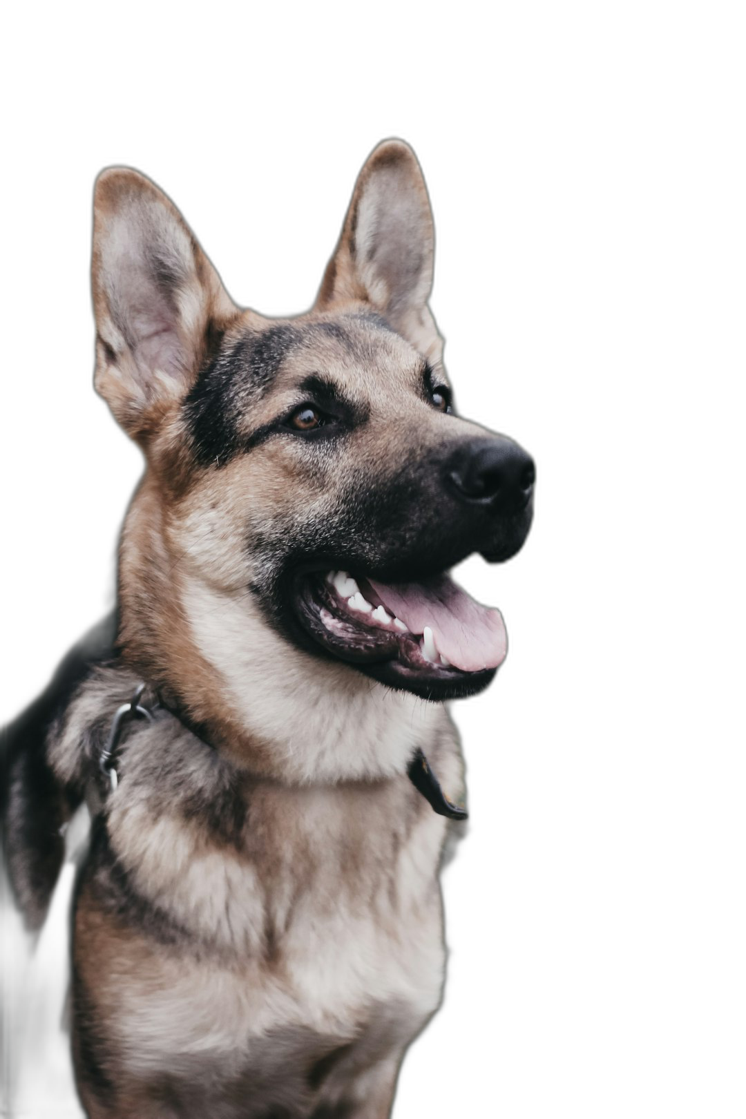 A German Shepherd dog smiling, portrait on a black background, in a high resolution photography, with insanely detailed and intricate details, in sharp focus, a high quality photo.  Transparent Background