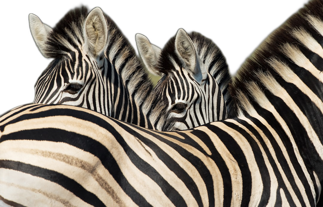 Close up of the backsides and necks of two zebras, black background, photorealistic, in the style of National Geographic photos.  Transparent Background