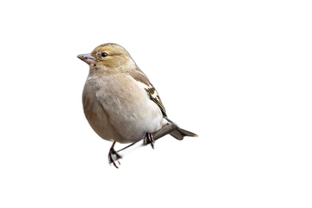 chaffinch bird floating in the air, isolated on black background, professional photography, high quality photo, copy space for text, deep field depth of focus.  Transparent Background