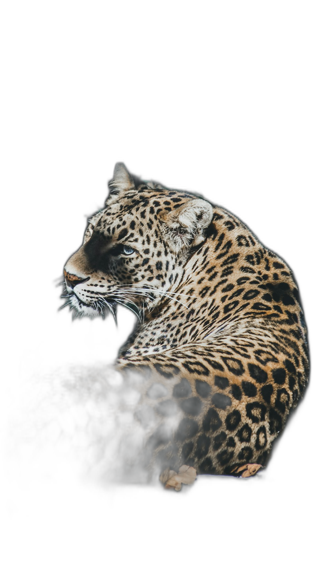 leopard, sitting in the dark with its head tilted back and showing only his side profile on a black background, hyper realistic photography  Transparent Background