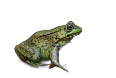 green frog sitting on black background, macro photography, national geographic photo  Transparent Background