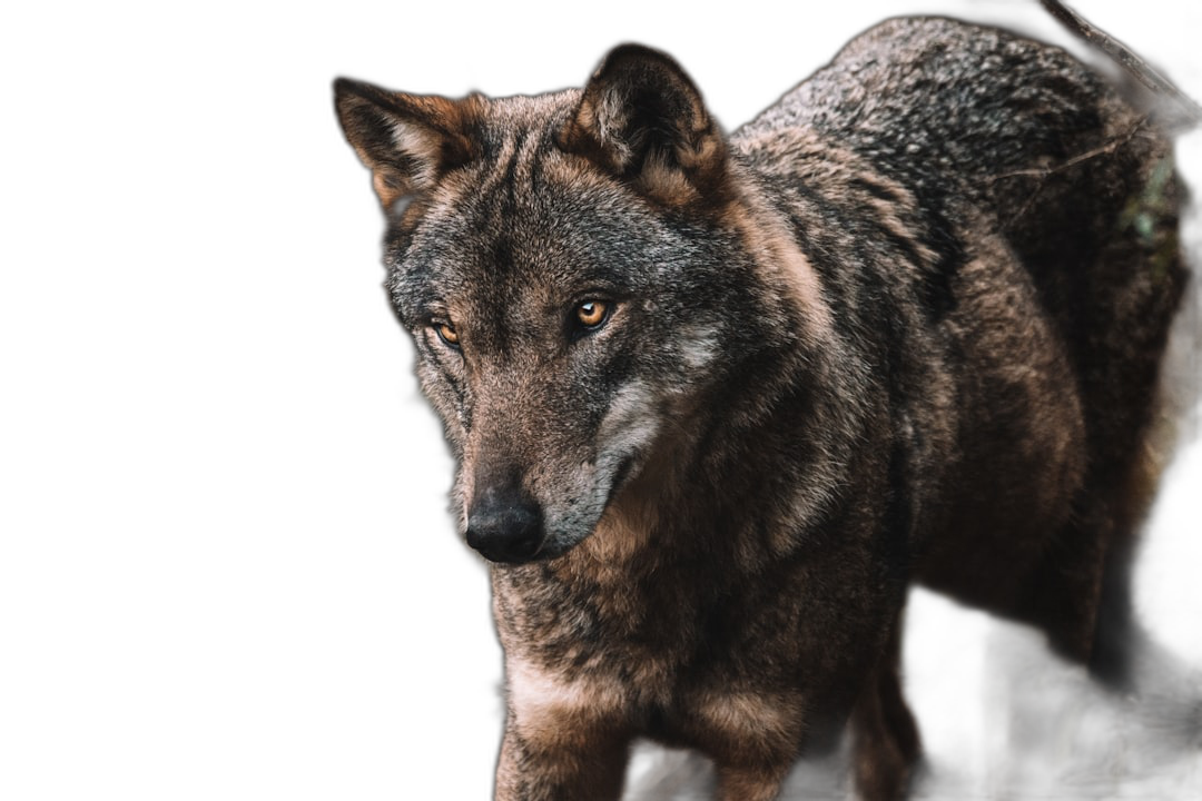 A close-up photograph of a wolf in full body, isolated on a black background, with dark and moody colors, natural light, and high resolution photography.  Transparent Background