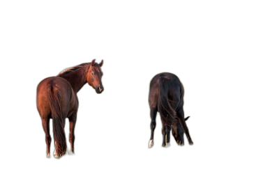 Two horses, back view, black background, photography, in the style of hdri  Transparent Background