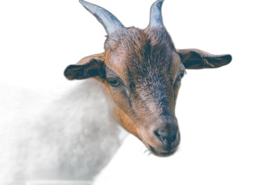 Goat on a black background, an isolated photographic portrait of a goat's head, a studio close-up shot, with professional color grading and soft shadows for a photorealistic style.  Transparent Background