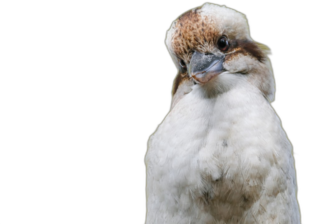 A kookaburra bird isolated on a black background in a studio portrait photo. The photo is in the style of a portrait.  Transparent Background