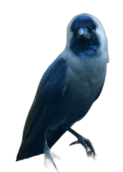 blue and grey crow, full body, isolated on a black background, photographed in a studio with lighting.  Transparent Background