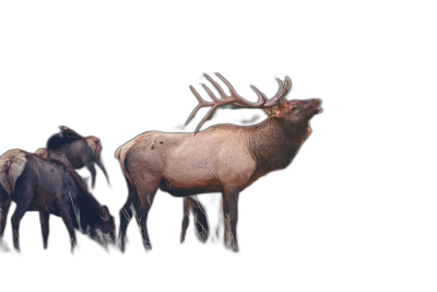 Photo of A elk standing with other animals, solid black background, high resolution photo realistic,  Transparent Background