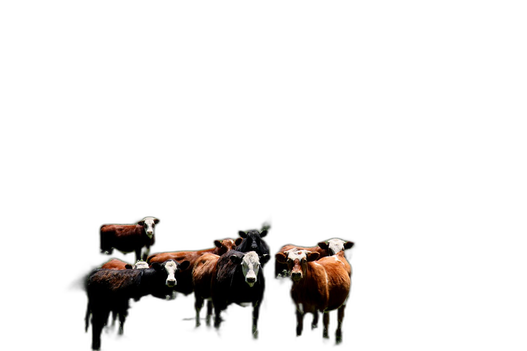 A group of cows in the dark, minimalistic black background, in high definition photography. The image is in the style of minimalism.  Transparent Background